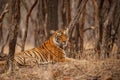 Tiger female resting in the forest during the dry season. Royalty Free Stock Photo