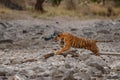 Tiger female running for her prey, sambar deer. Unsuccesful hunt. Royalty Free Stock Photo
