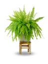 Boston fern Royalty Free Stock Photo