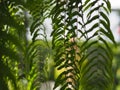 Tiger fern, LOMARIOPSIDACEAE, Nephrolepis sp. cultivar Planted in ornamental plants by garden, hanging potted plants. Nephrolepis Royalty Free Stock Photo