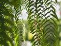 Tiger fern, LOMARIOPSIDACEAE, Nephrolepis sp. cultivar Planted in ornamental plants by garden, hanging potted plants. Nephrolepis Royalty Free Stock Photo