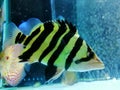 Tiger fish in the aquarium Royalty Free Stock Photo