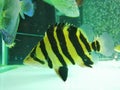 Tiger fish in the aquarium Royalty Free Stock Photo