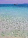 Tiger fish in tropical sea at Krabi Thailand,Feeding fish,  clear turquoise water with sun glare,  rippled water and boat in the Royalty Free Stock Photo