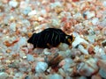 Tiger flatworm Royalty Free Stock Photo