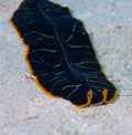 Tiger flatworm red sea Royalty Free Stock Photo