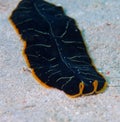 Tiger flatworm red sea