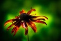 Tiger Flower Royalty Free Stock Photo