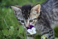 Tiger Flower: Kitten is No Shrinking Violet Royalty Free Stock Photo