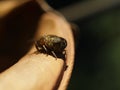 Tiger fly eristalinus taeniops Royalty Free Stock Photo