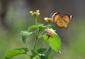 Flying oriental plain tiger