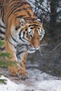 Tiger in the forest. Amur tiger Siberian tiger among fir trees in winter close-up, powerful face of a big beautiful predatory