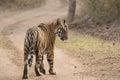 Tiger on the forest track Royalty Free Stock Photo