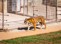 Beautiful tiger Panthera tigris walking with a big cage in the background