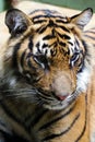 Tiger, friendly animals at the Prague Zoo.