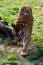 Tiger, friendly animals at the Prague Zoo. Royalty Free Stock Photo