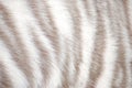 Tiger fur