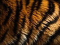 Tiger fur background closeup for International Tiger Day. Jungle wild animal skin texture. Generative AI Royalty Free Stock Photo