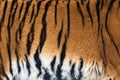 Animal skins texture of Tiger