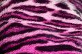 Tiger fur closeup Royalty Free Stock Photo