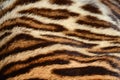 Tiger fur closeup Royalty Free Stock Photo