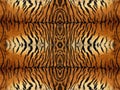 Tiger Fur Pattern Royalty Free Stock Photo