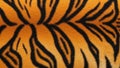 Tiger fur pattern, displaying distinctive dark stripes across a vibrant Royalty Free Stock Photo