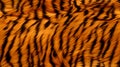 Tiger fur pattern, seamless background of furry animal skin with orange and black stripes