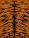 Tiger fur texture sketch vector