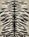 Tiger fur texture sketch vector Royalty Free Stock Photo