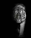 Tiger furious , animal isolated , wildlife hunter Royalty Free Stock Photo