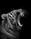 Tiger furious , animal isolated , wildlife hunter Royalty Free Stock Photo