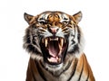 Ai Generated illustration Wildlife Concept of Tiger fury Royalty Free Stock Photo