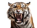 Tiger fury Royalty Free Stock Photo