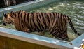 Tiger Gets Out of the Pool