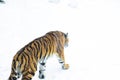 Tiger goes into the snowy abyss
