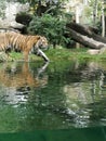 Tiger goes swimming