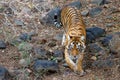 Tiger going for a drink Royalty Free Stock Photo