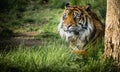 Majestic Hunter: A Tiger's Stealth Amidst the Grasslands Royalty Free Stock Photo