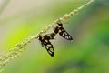 Tiger grass borer