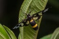 Tiger grass borer moth in nature Royalty Free Stock Photo