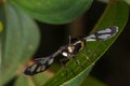 Tiger grass borer moth in nature Royalty Free Stock Photo