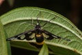 Tiger grass borer moth in nature