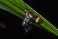 Tiger grass borer moth in nature