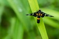 Tiger Grass Borer moth resting on grass