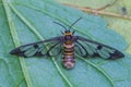 Tiger grass borer moth on a leaf