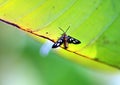 Tiger grass borer moth or wasp moth on a leaf