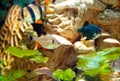 Tiger and green barbs and Hyphessobrycon bentosi bentosi freshwater fishes in aquarium Royalty Free Stock Photo
