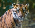 Tiger - Green Eyes Royalty Free Stock Photo