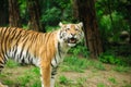 tiger in the forest looking into the camera Royalty Free Stock Photo